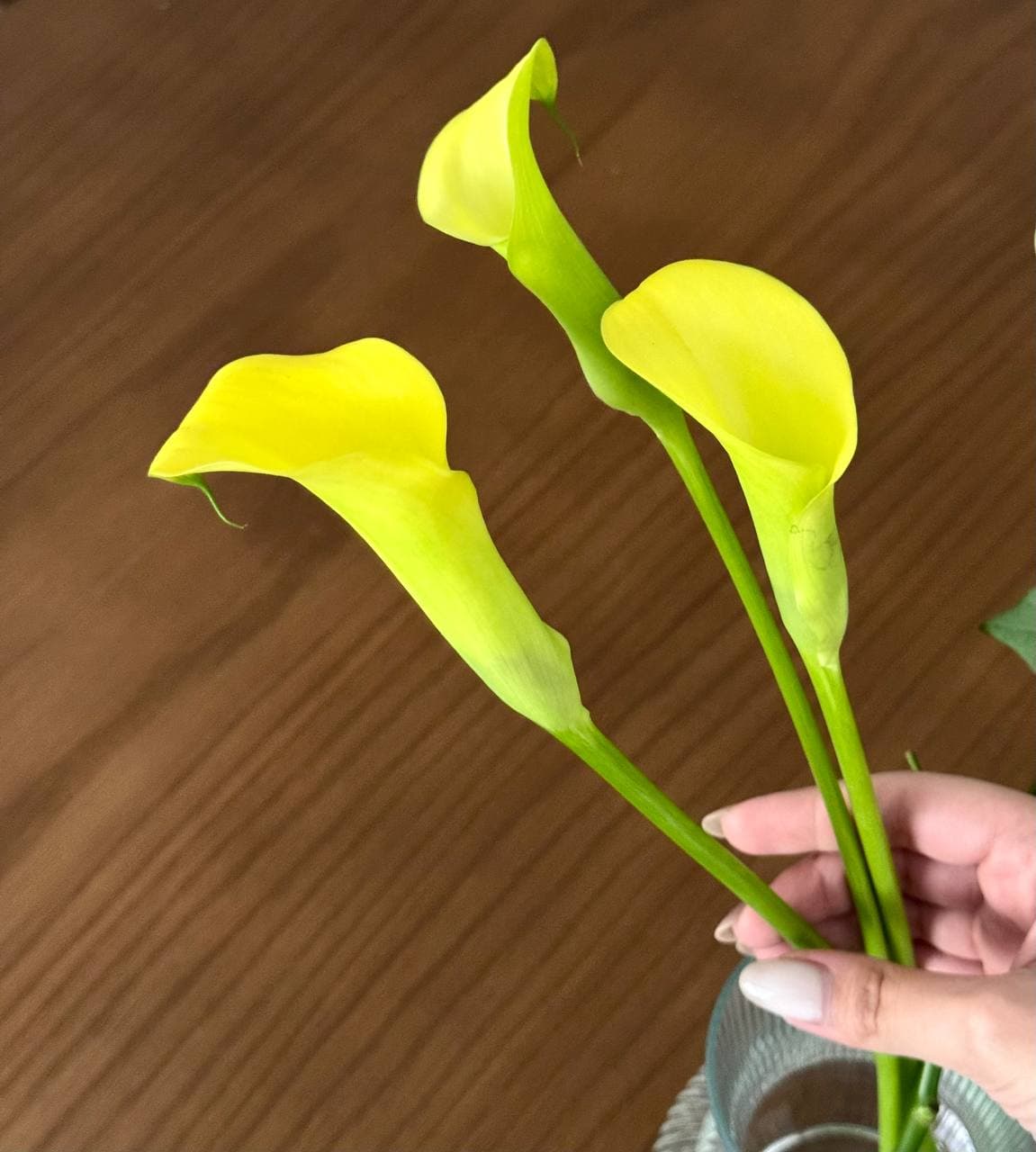 پارمیدا — عضو خانوادهی هستی
